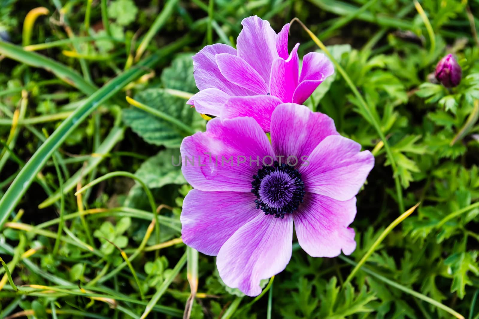 Close up view of a purple daisy