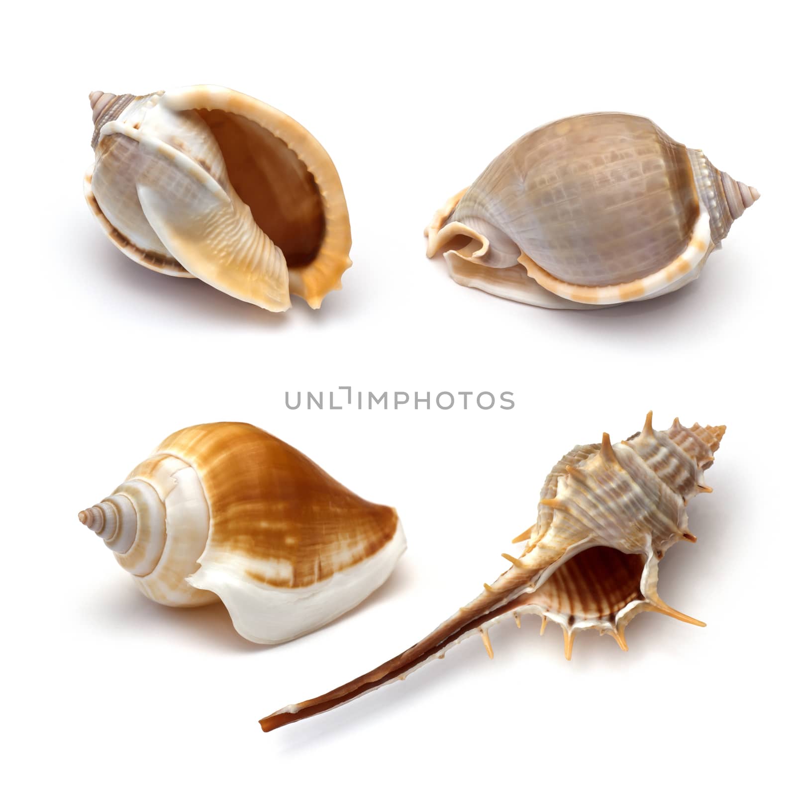 Sea shell on white background
