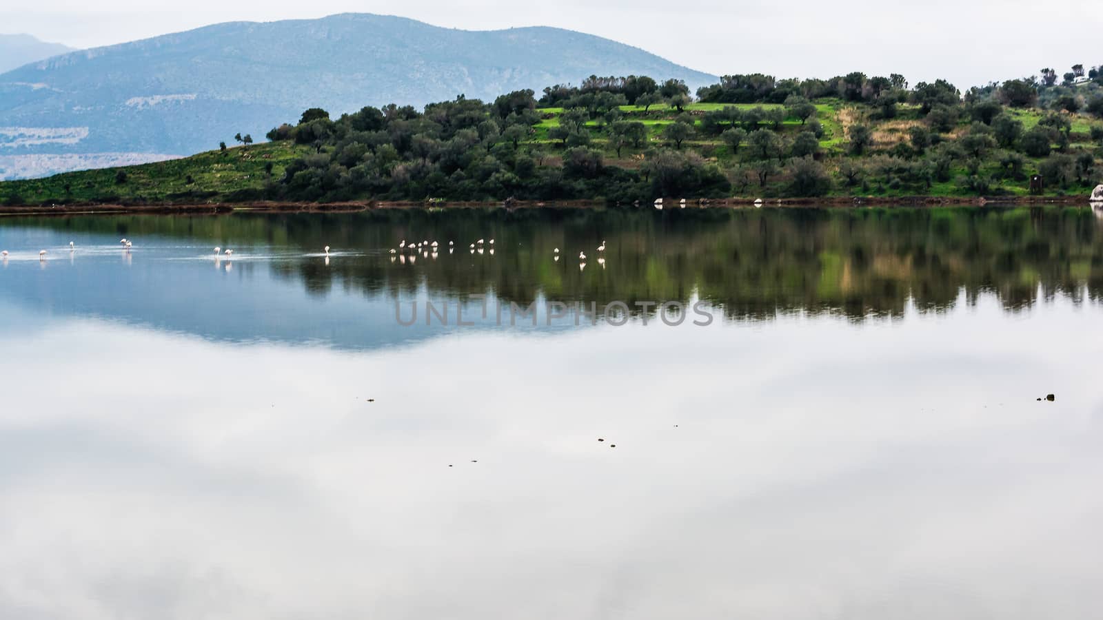 Flamingos in the Psifta lake