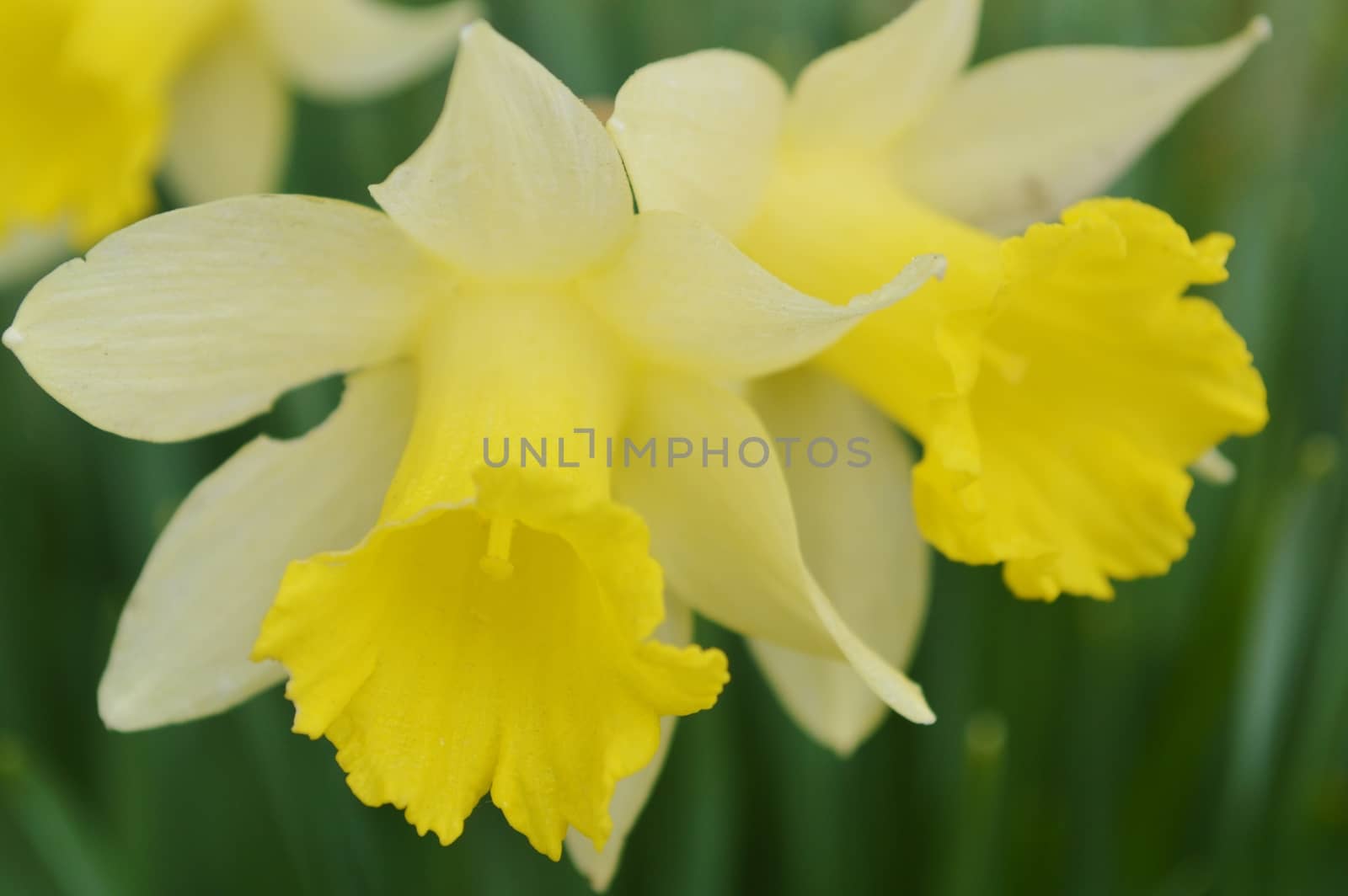 Colourful Spring flowering Daffodils.