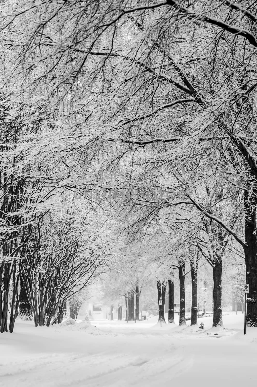 snow covered road and trees