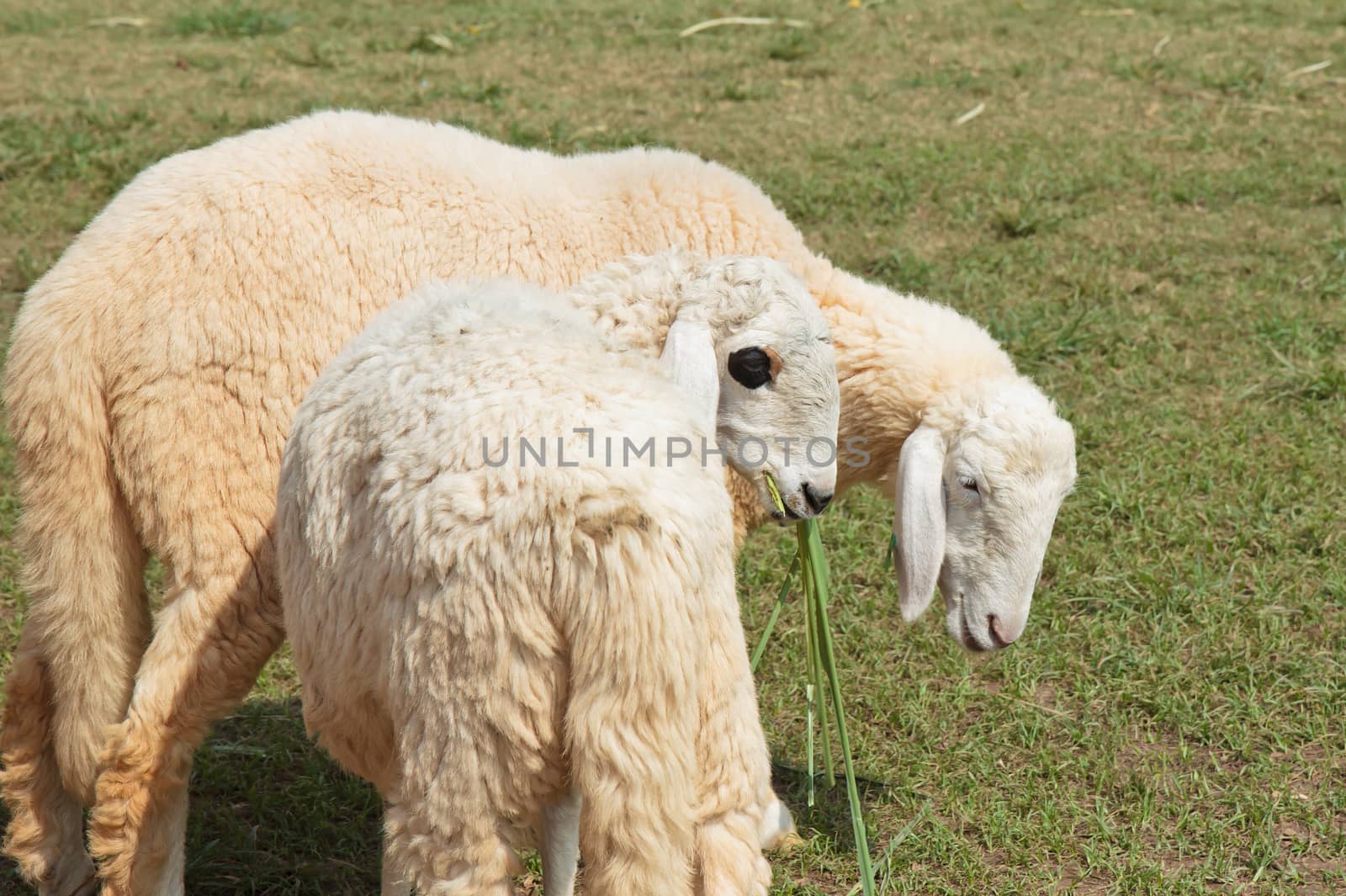 Two sheep in green meadow