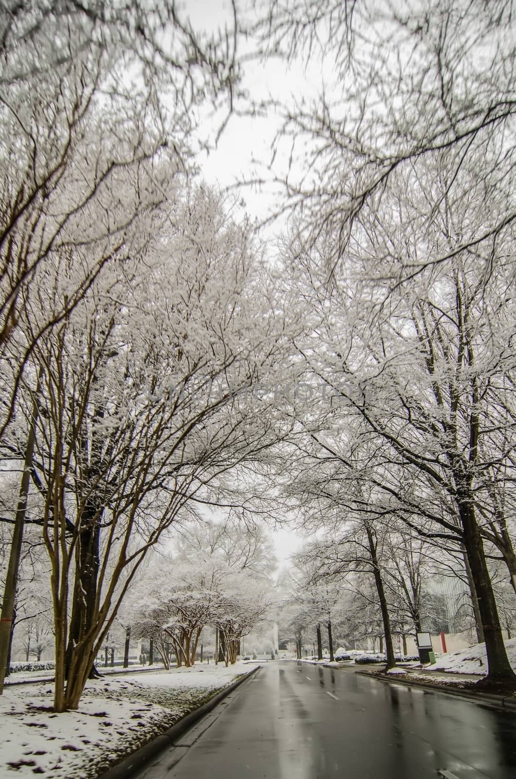 snow covered road and trees