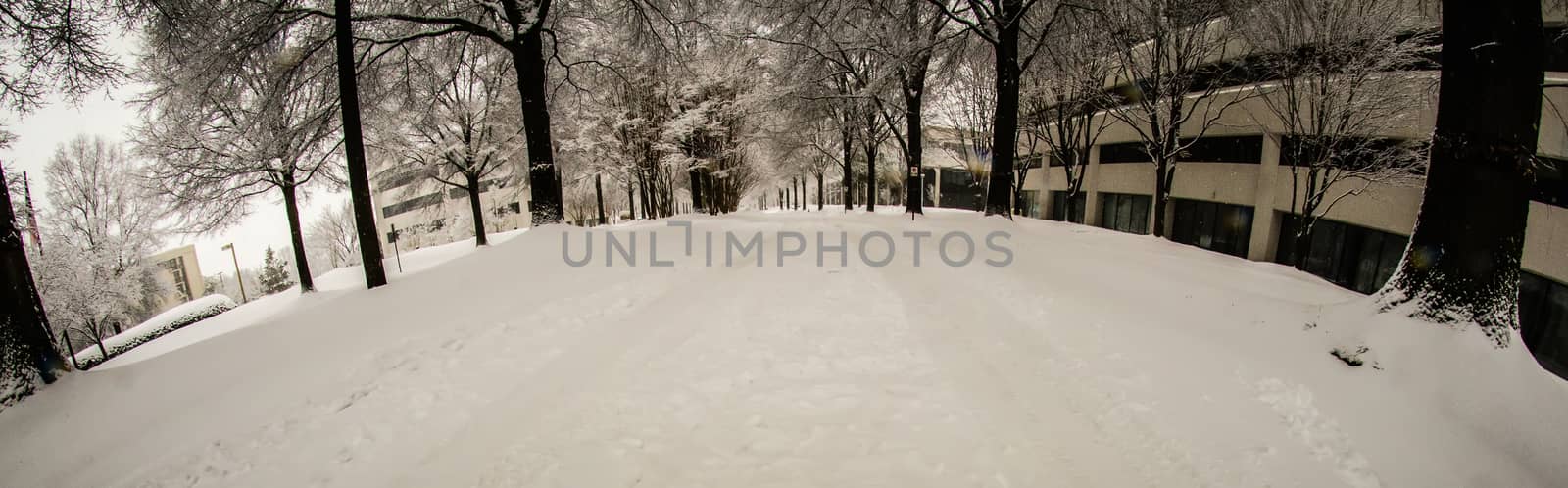 snow covered road and trees after winter storm by digidreamgrafix