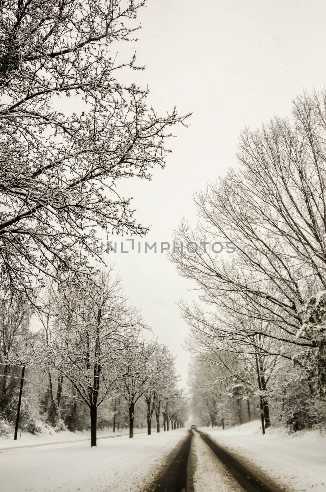 snow covered road and trees after winter storm by digidreamgrafix