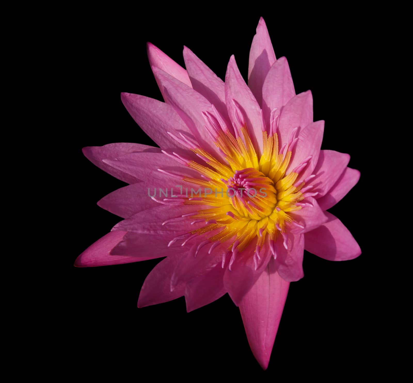 Lotus Flower