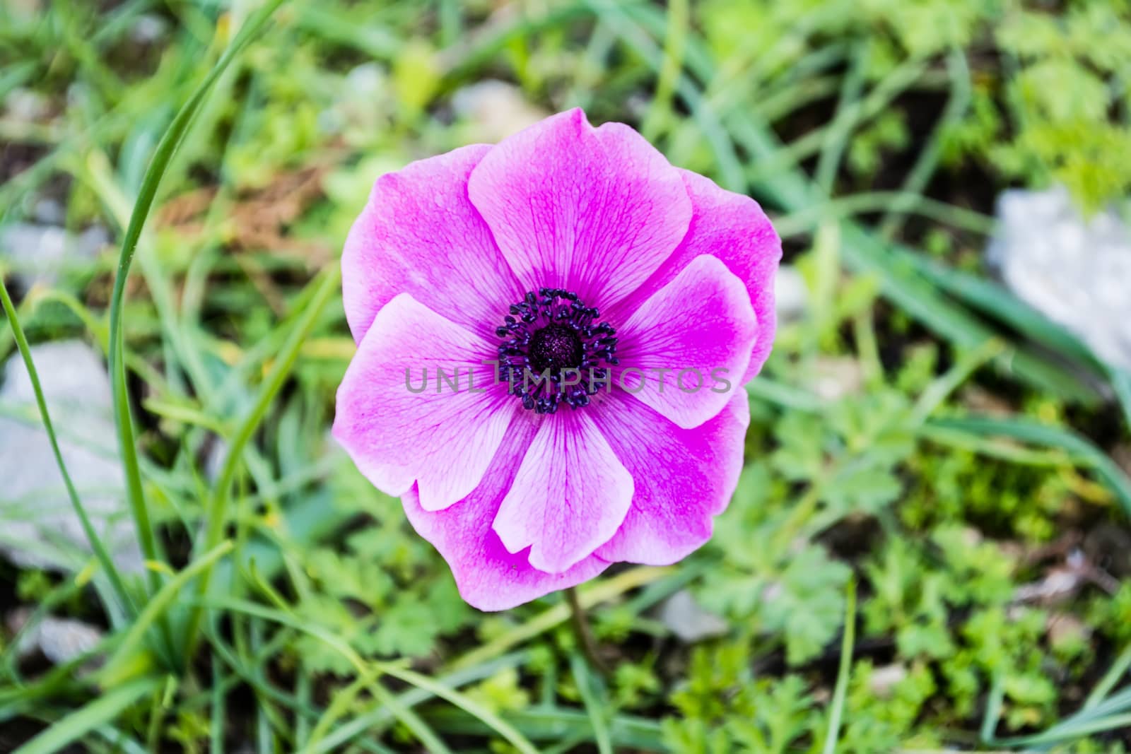 Close up view of a purple daisy