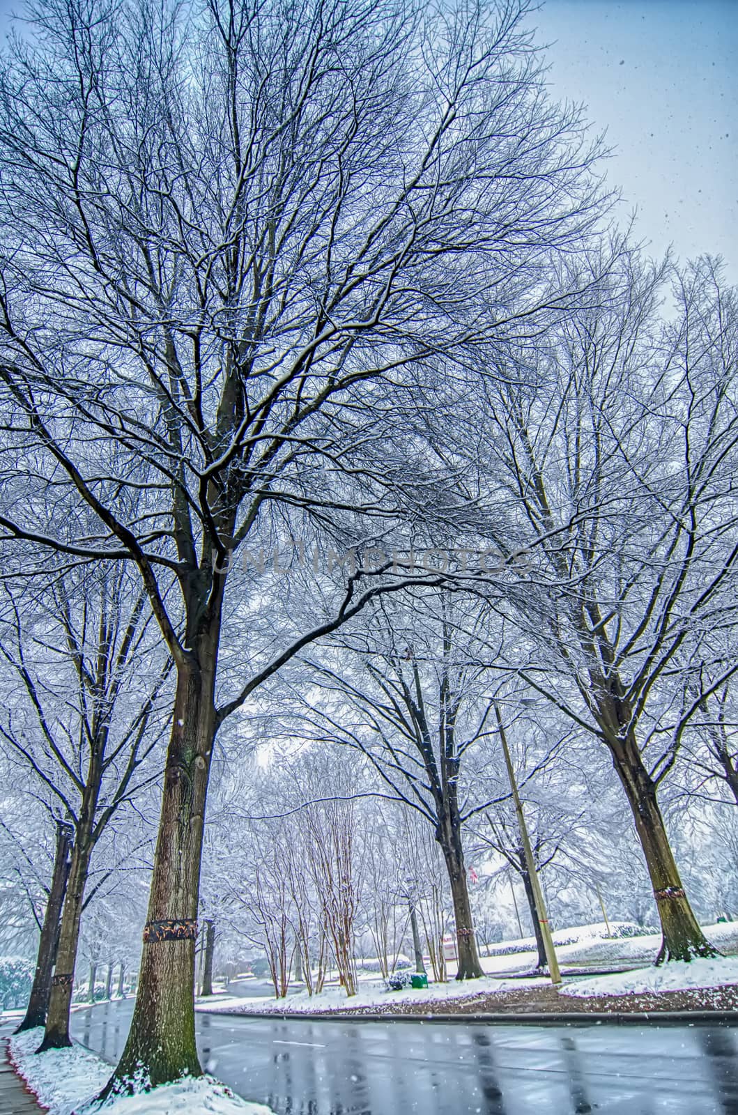 snow covered road and trees