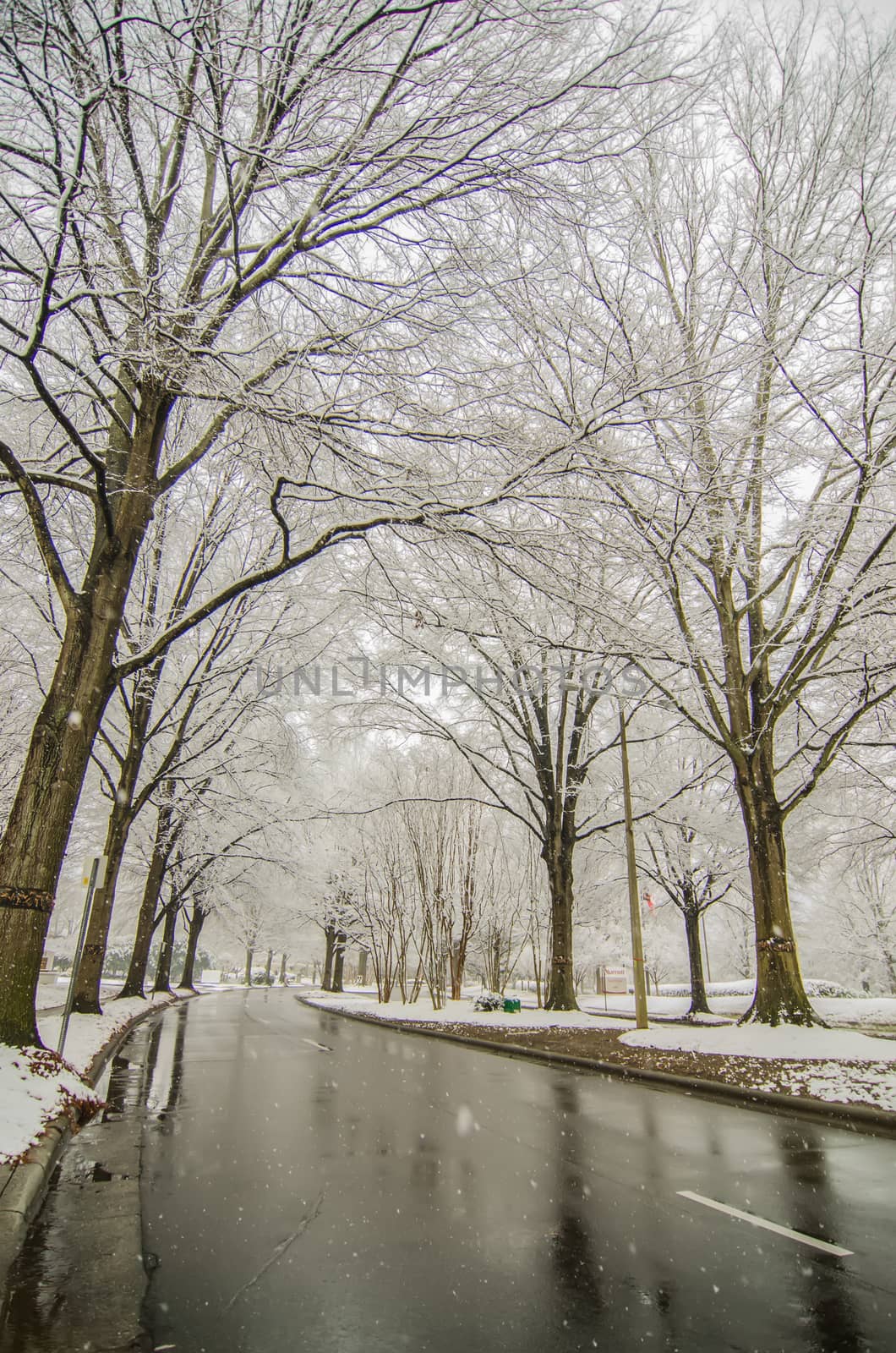 snow covered road and trees