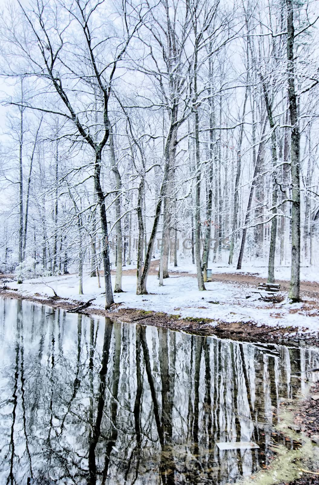 tree line reflections in lake during winter snow storm by digidreamgrafix