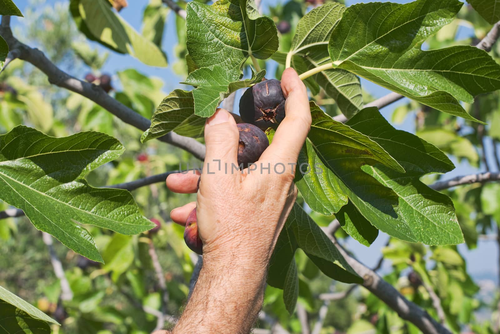 Hand of a farmer collecting figs from a tree in a garden