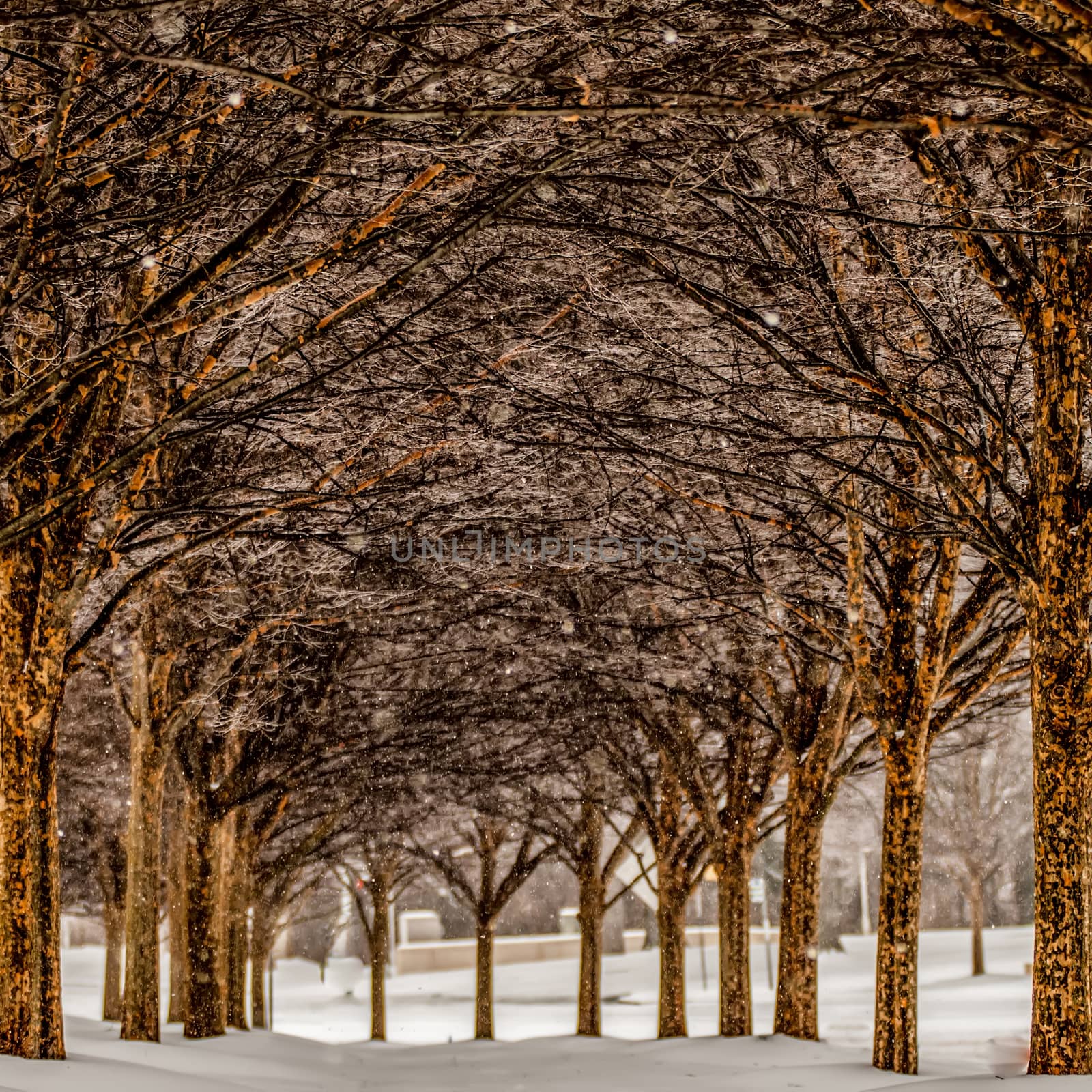 snow covered sidewalk alley with trees in winter