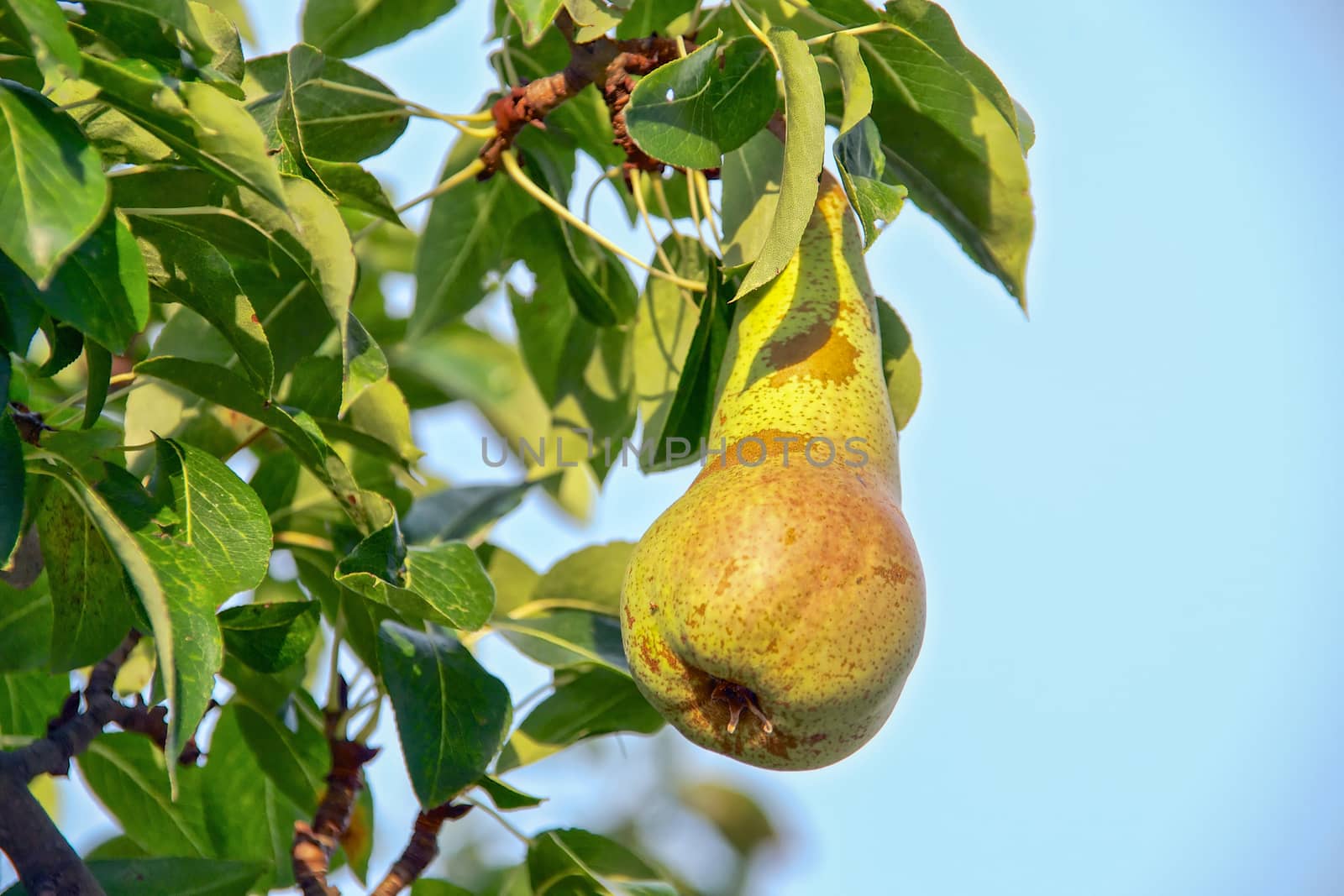 Growing pear by rosariomanzo