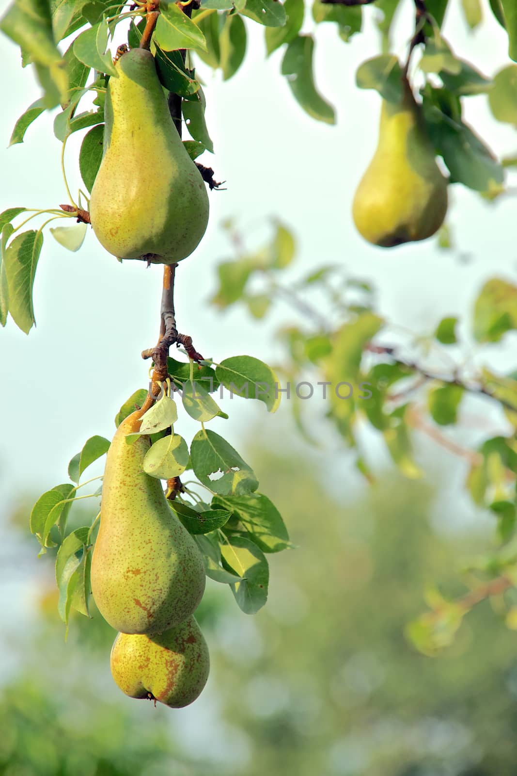 Growing pears by rosariomanzo