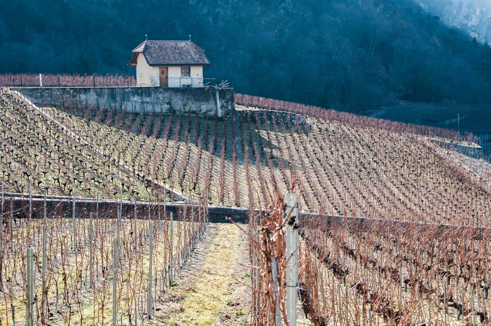 Farmhouse and Vineyard Landscape in italy