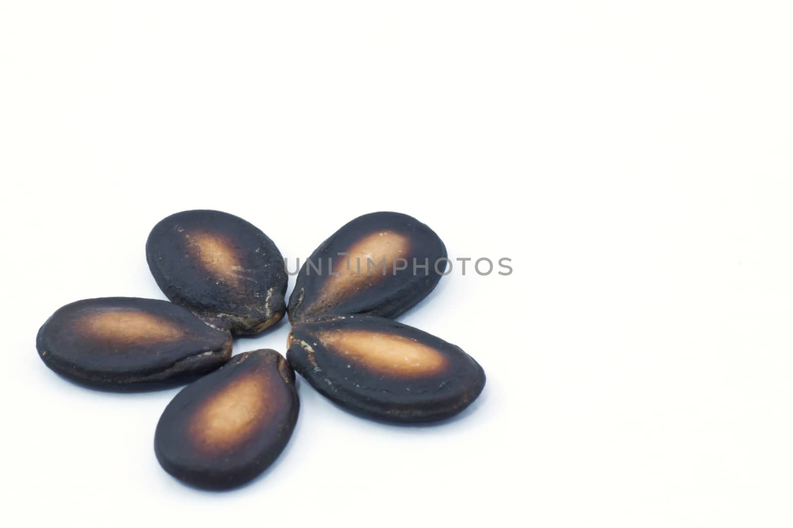 watermelon seed
