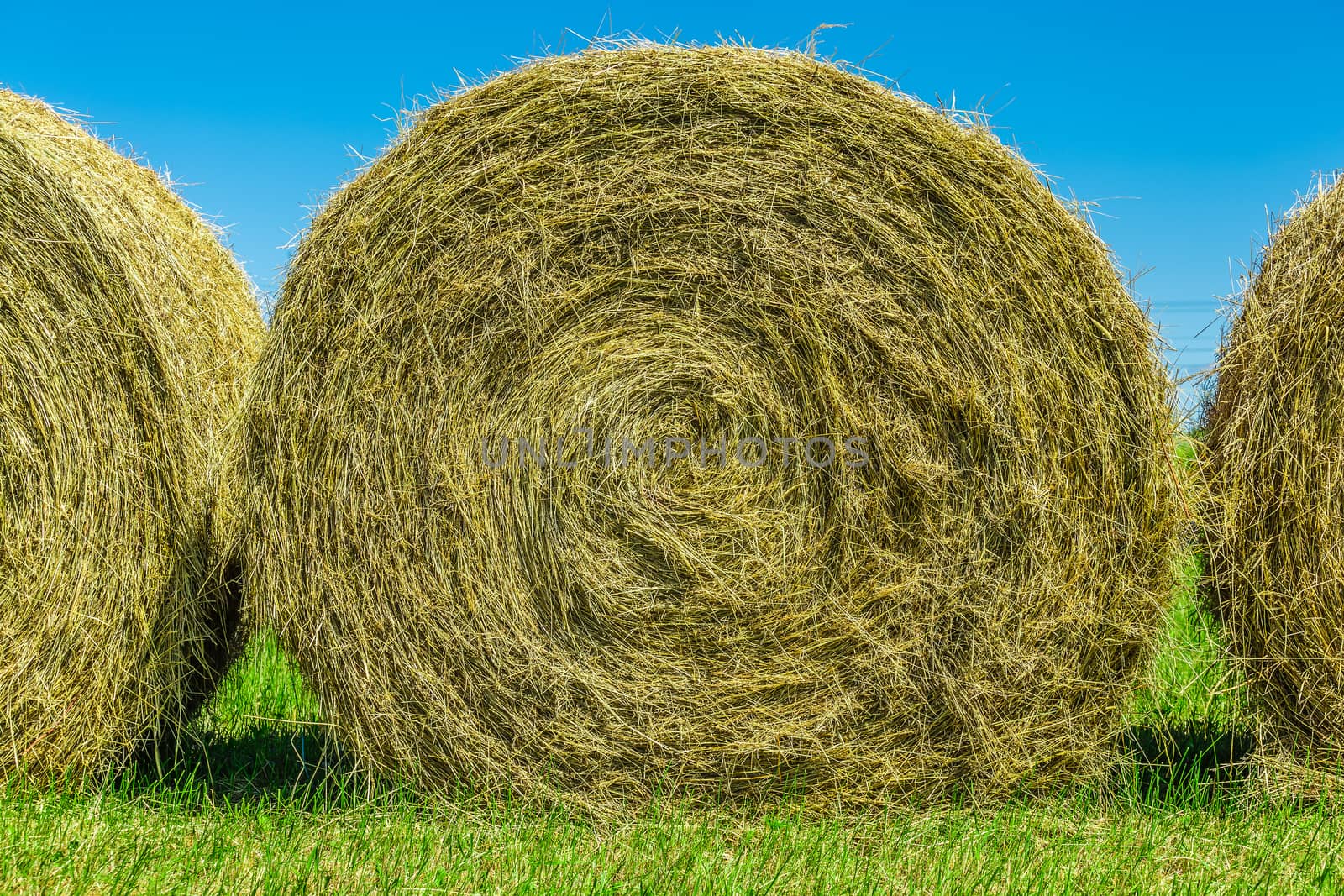 Yellow hay in a field by petkolophoto