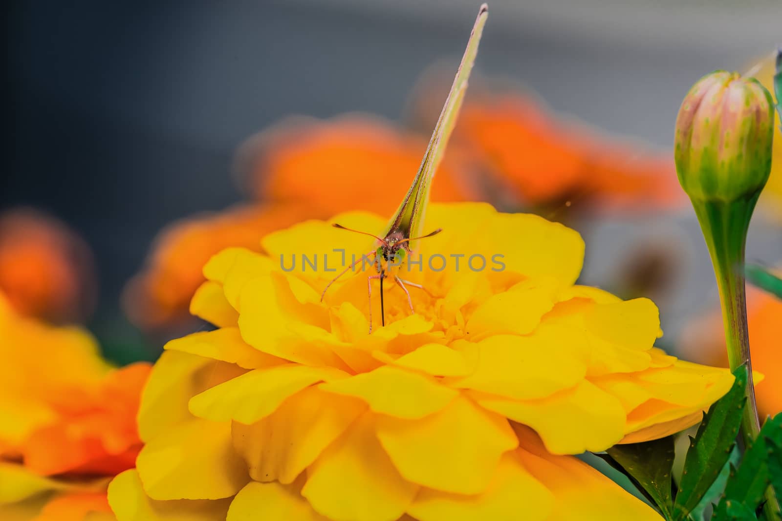 A beautiful yellow butterfly on a yellow flower, in a park, in Montreal, Canada.