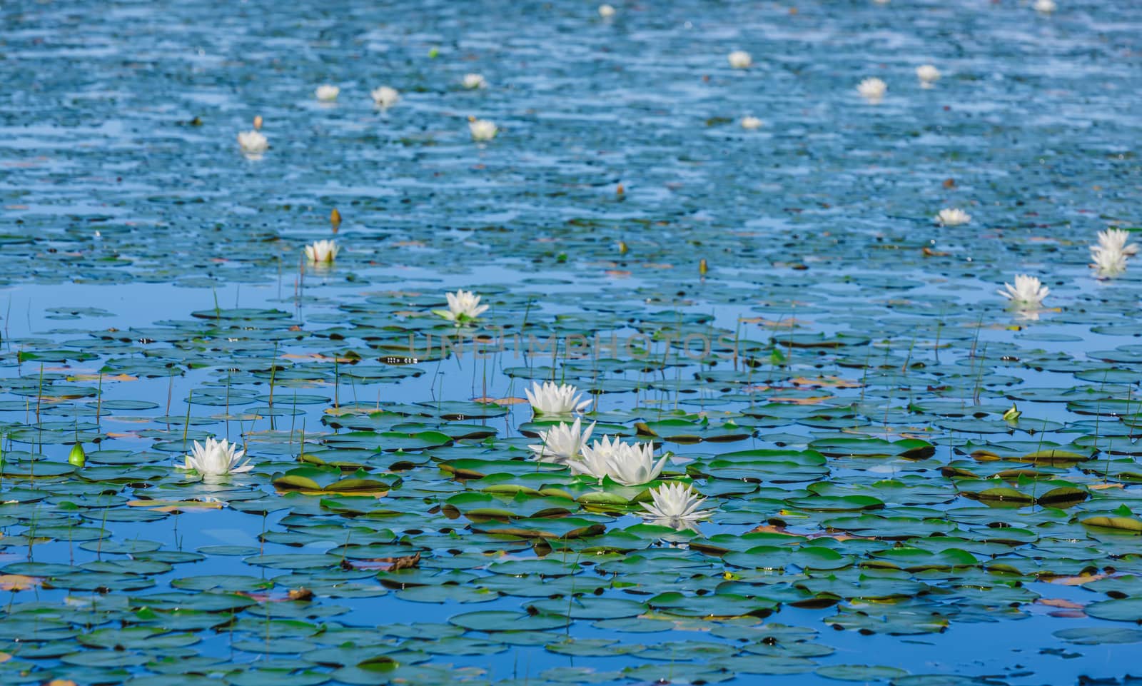 A lot of lily pads on a lake by petkolophoto