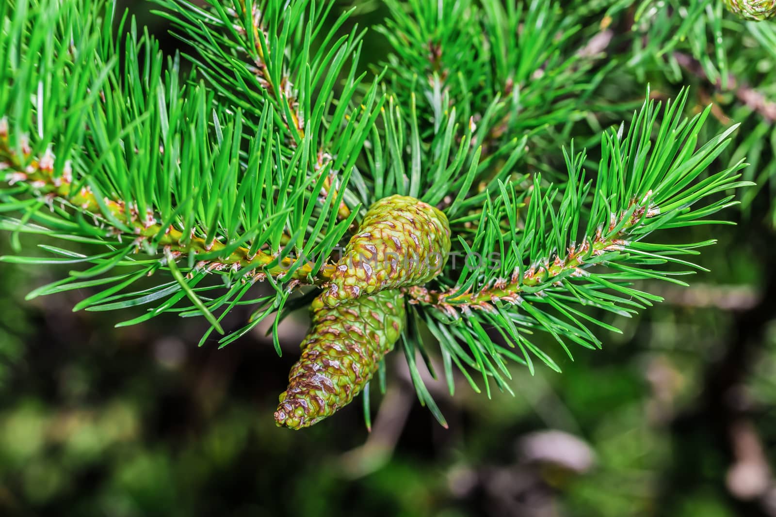 A beautiful brown pine cone by petkolophoto