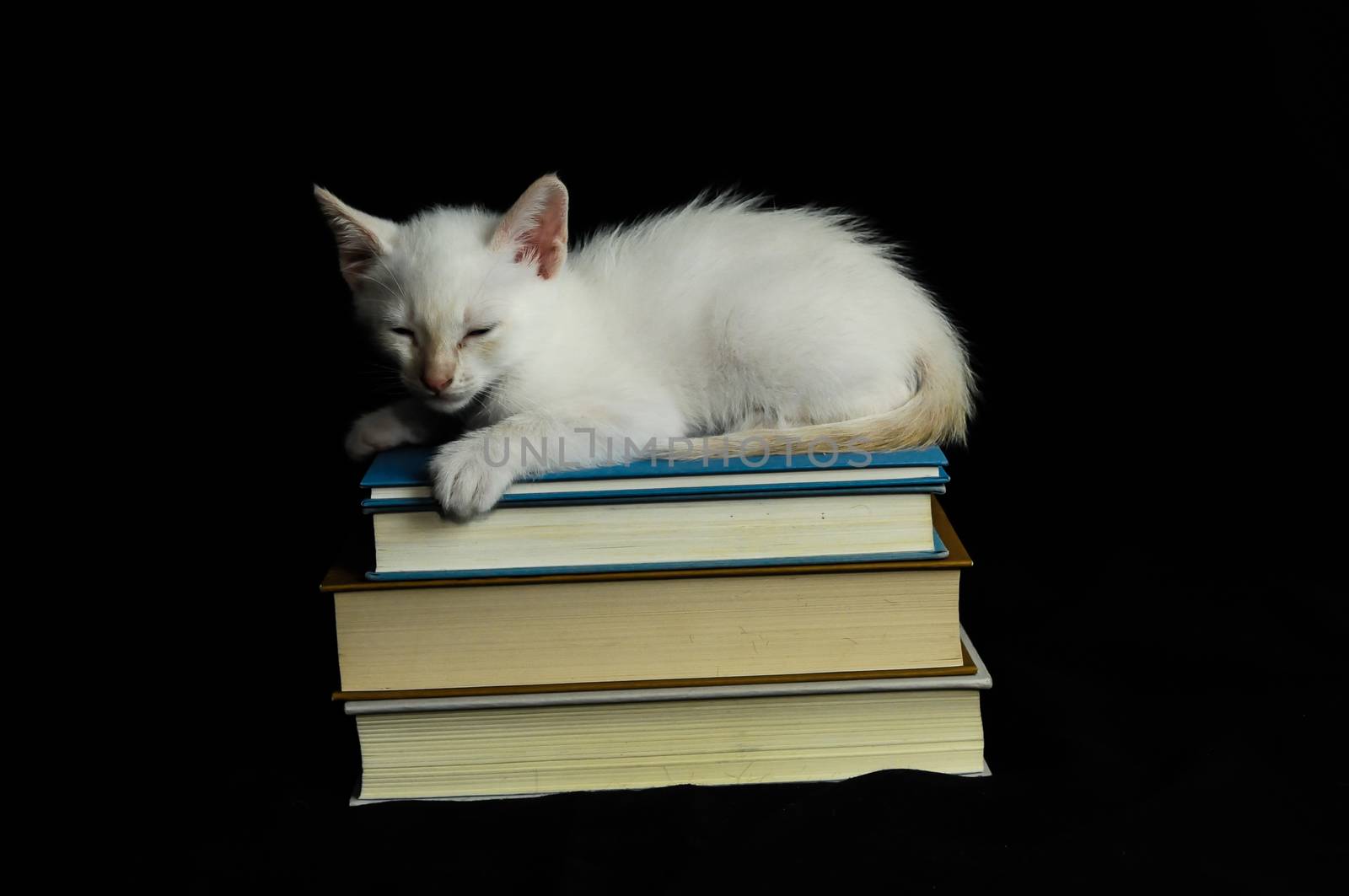 White Young Baby Cat on a Black Background