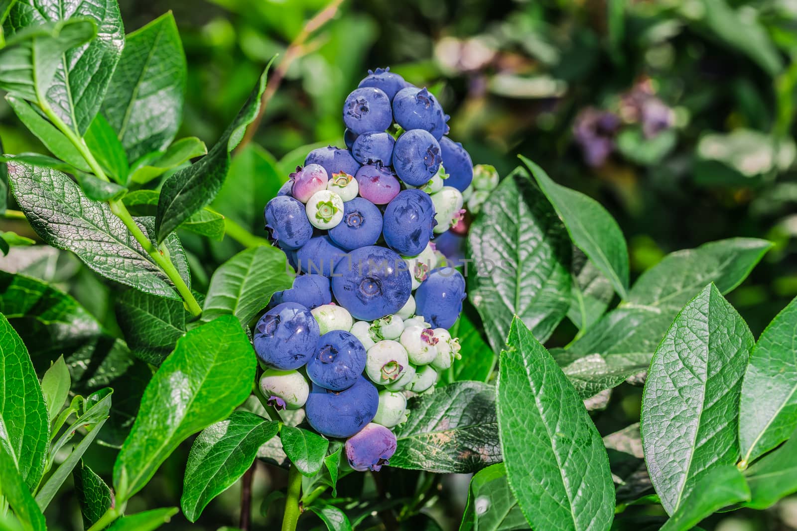 A lot of big juicy blueberries in the wild. Found in Ontario, Canada.