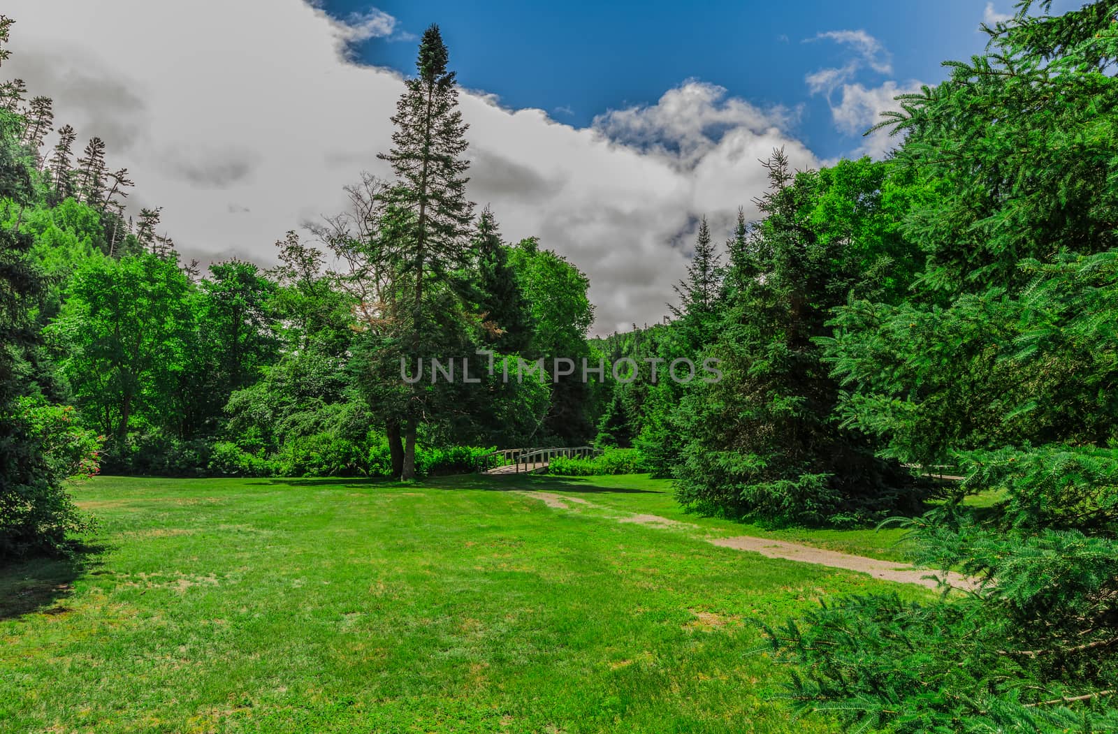 A beautiful green field in a pine forest in an amazing sunny day in the nature. Ontario, Canada.