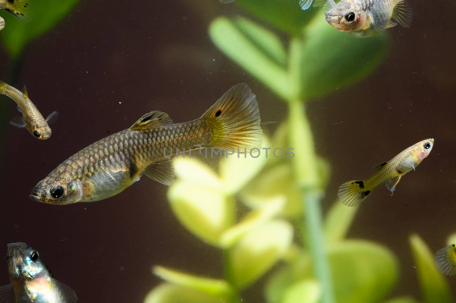 Guppy Multi Colored Fish in a Tropical Acquarium