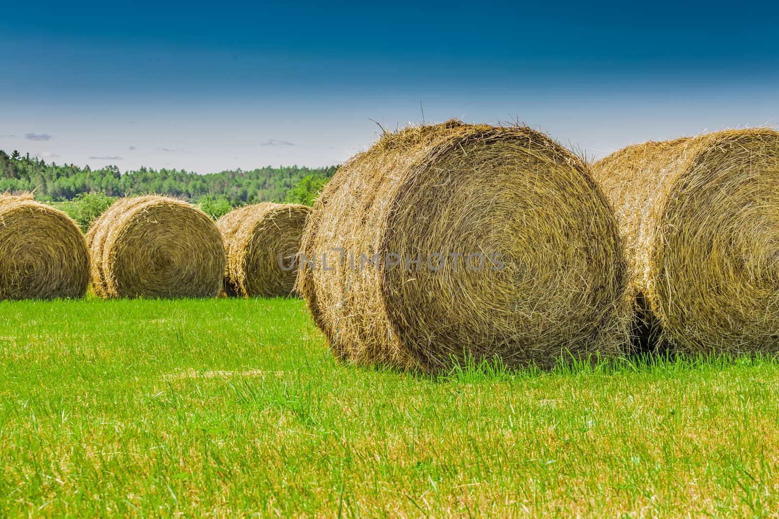 Many big yellow hays in an enormous field on a beautiful sunset in the autumn, in Ontario, Canada.