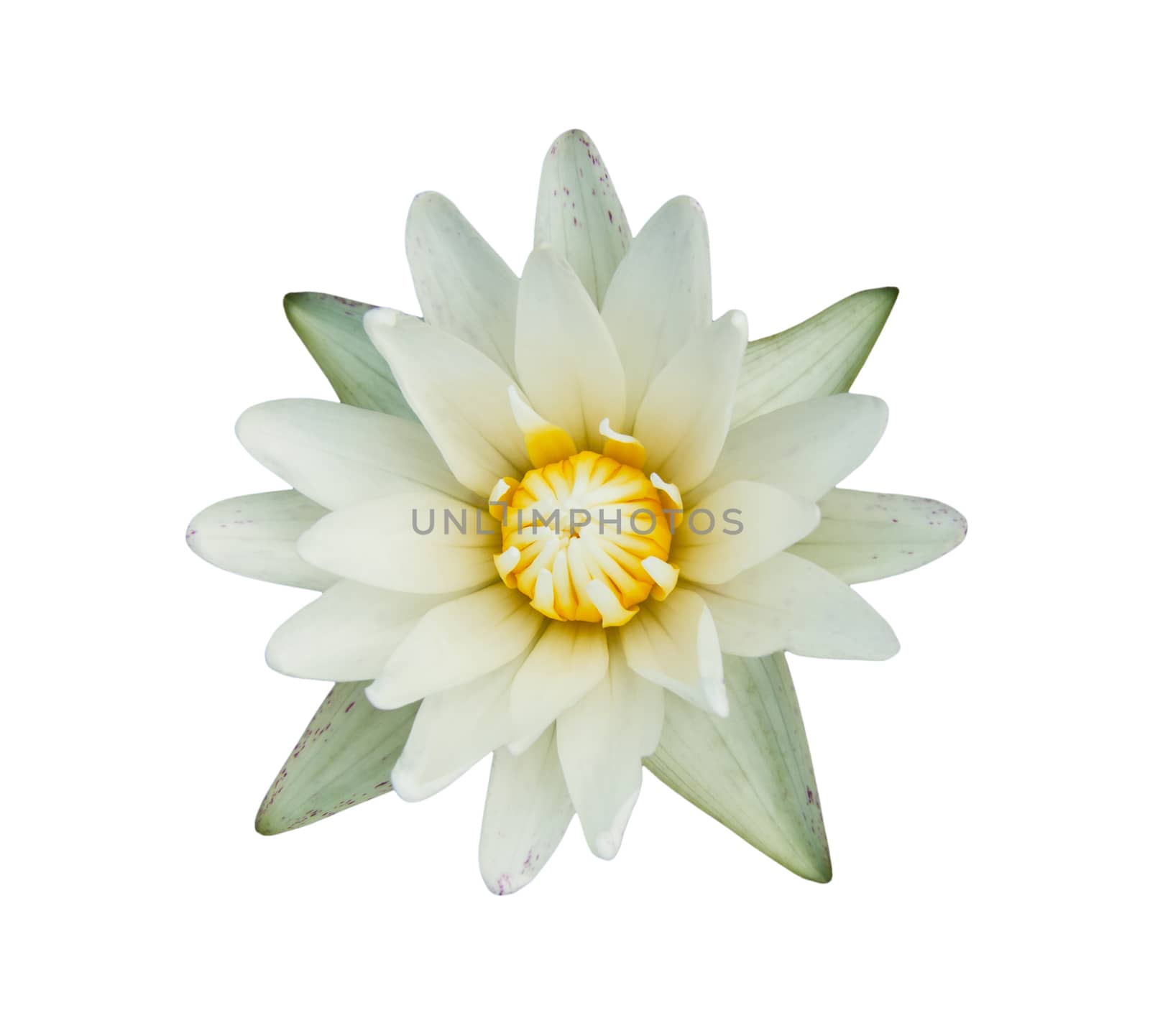 Lotus Flower