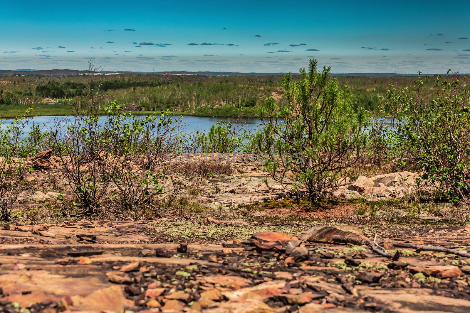 An amazing landcape of the nature containing a lake and a beautiful blue sky. The wild nature of Ontario, Canada.