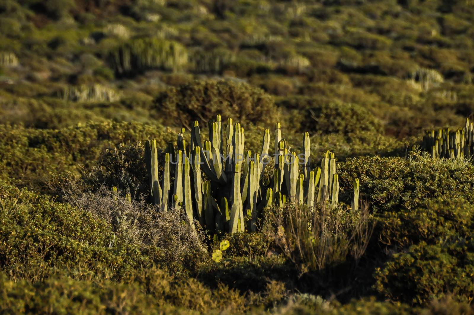 Cactus in the Desert at Sunset Tenerife South Canary Islands Spain