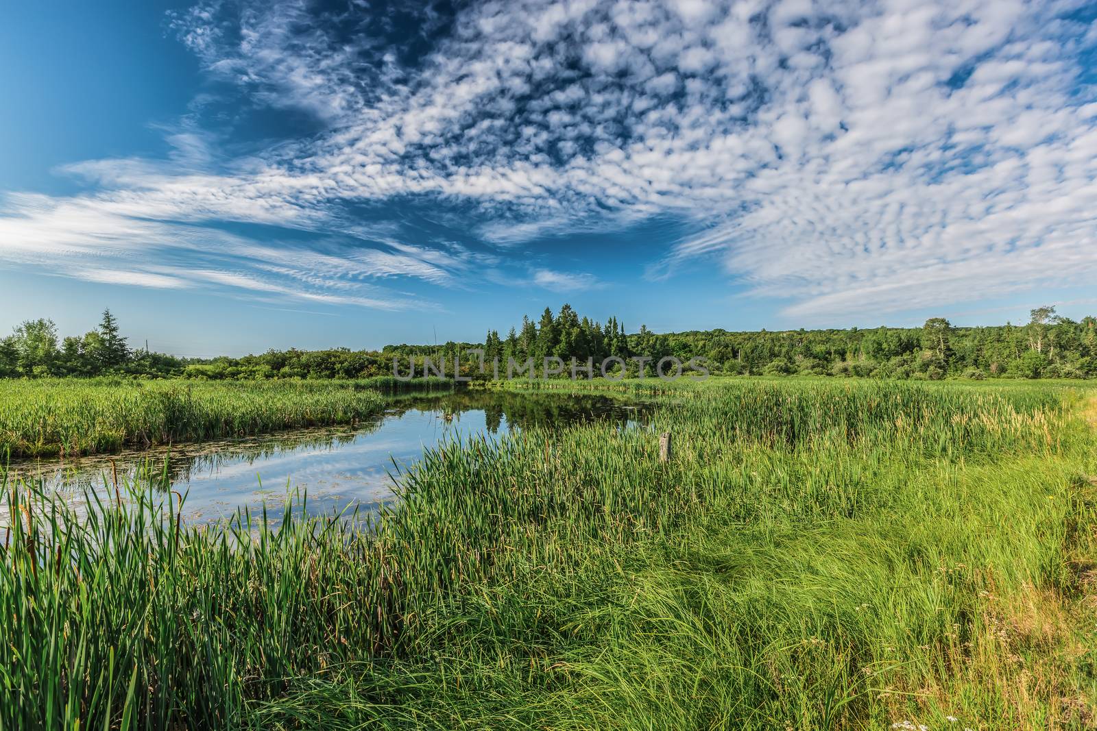 An amazing landcape of the nature containing a lake and a beautiful blue sky. The wild nature of Ontario, Canada.