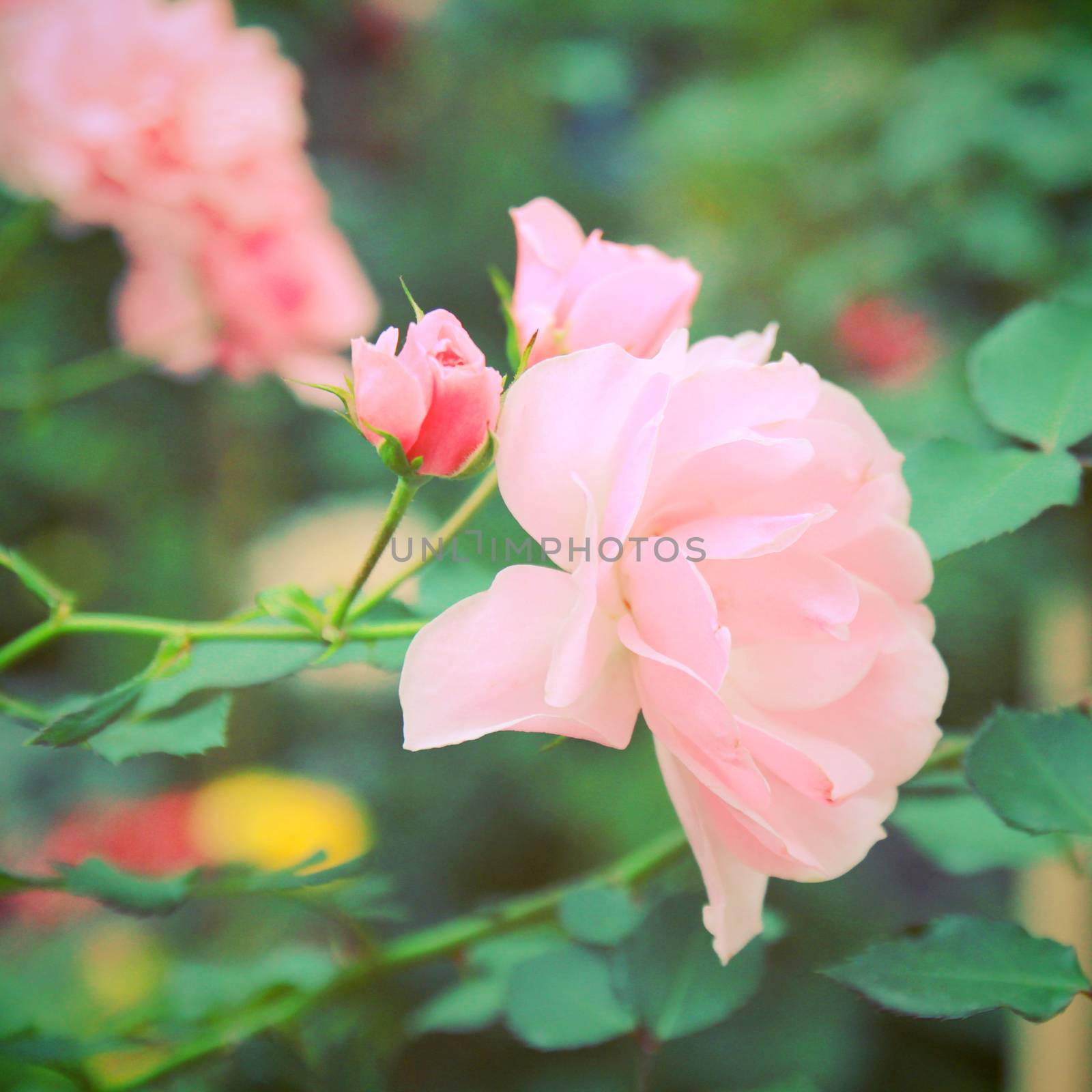 Pink rose in garden with retro filter effect  by nuchylee