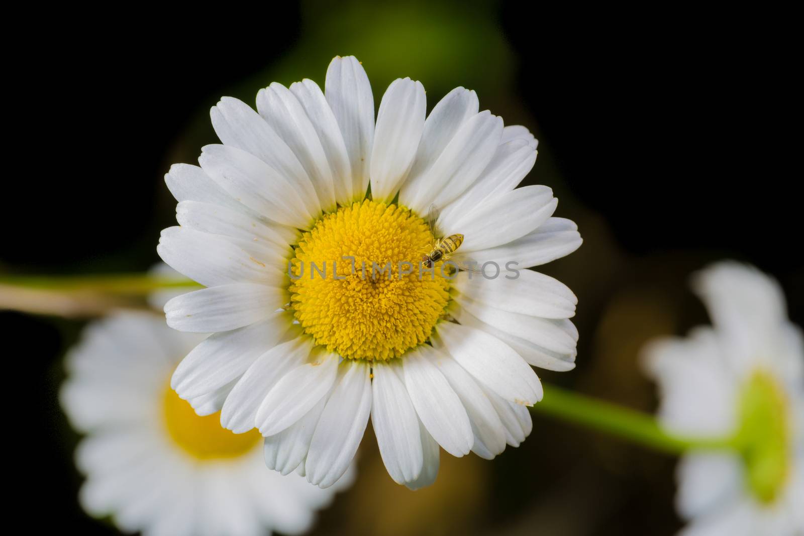 A really beautiful extraordinary camomile in the summer. Quebec, Canada