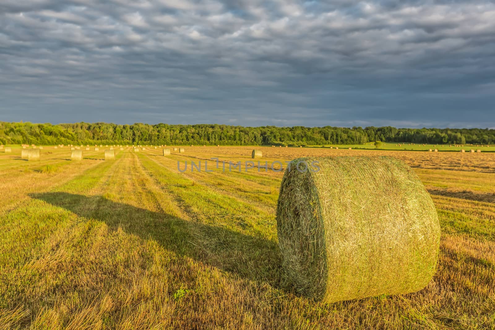 Yellow hay in a field by petkolophoto
