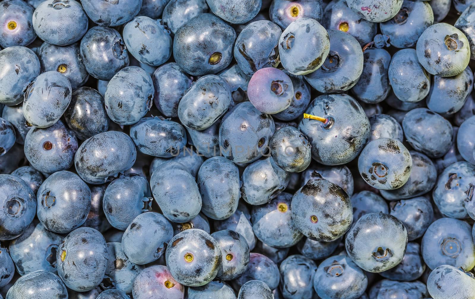 A lot of many blueberries by petkolophoto