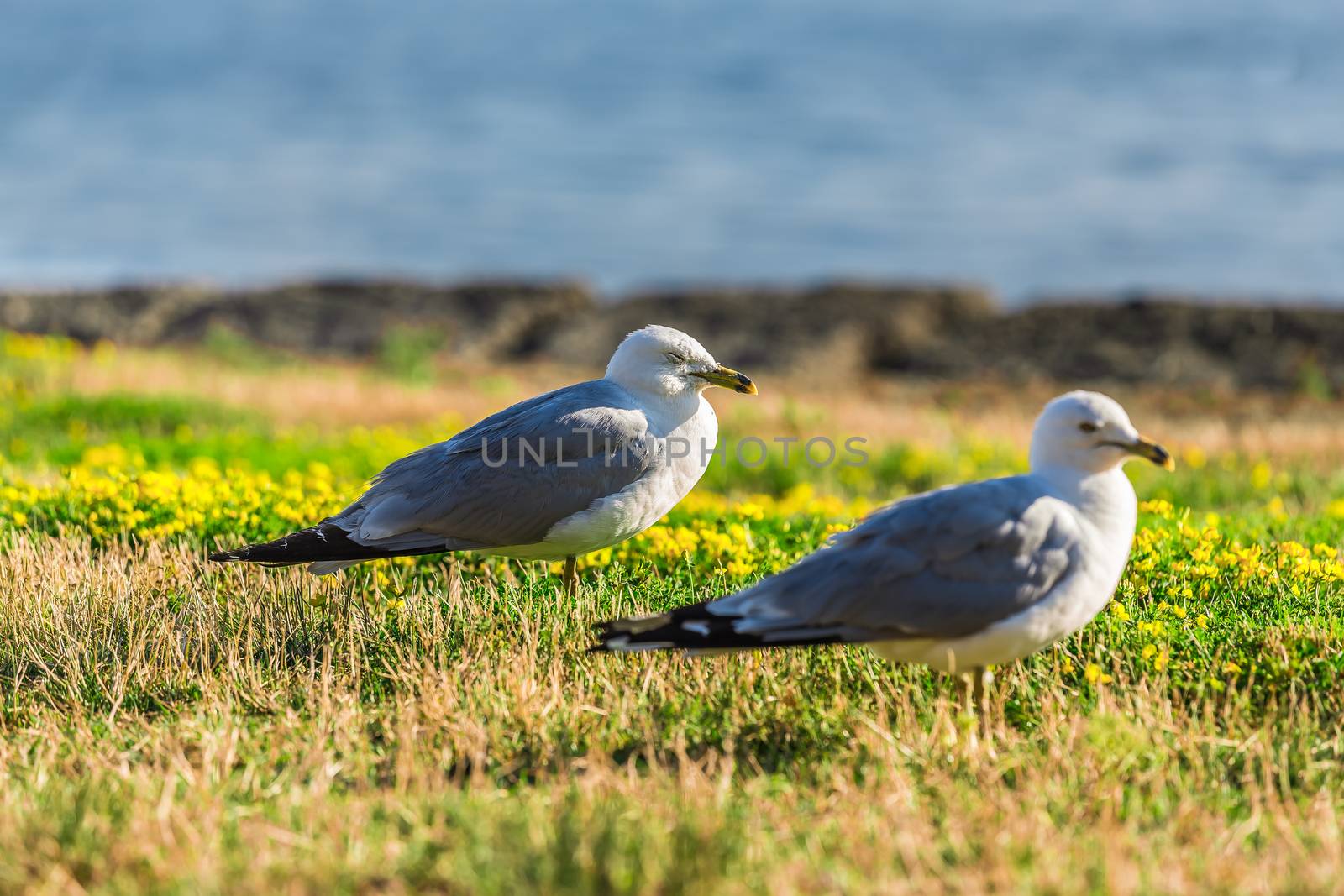 Many beautiful seagulls by petkolophoto