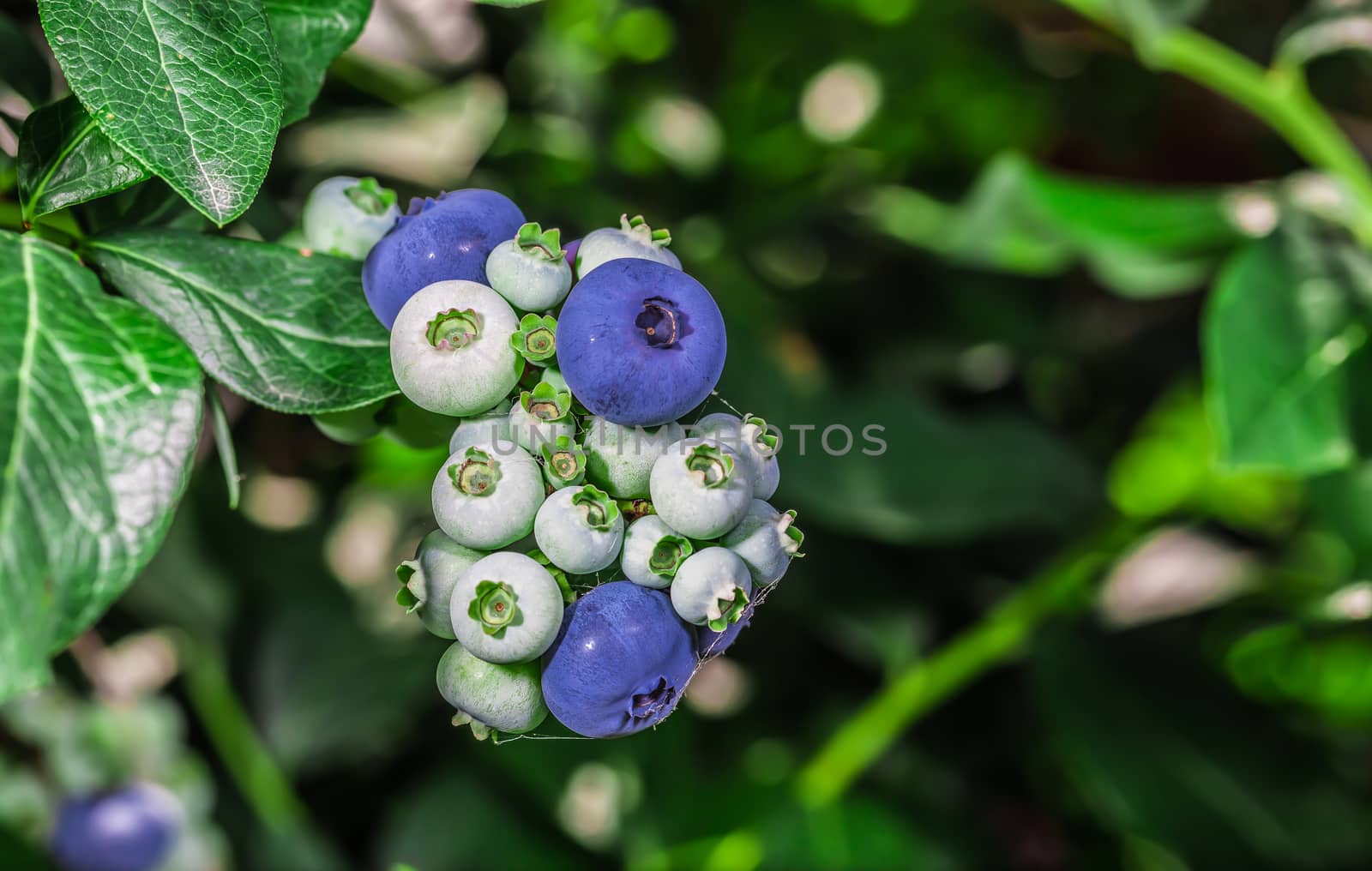 A lot of many blueberries by petkolophoto