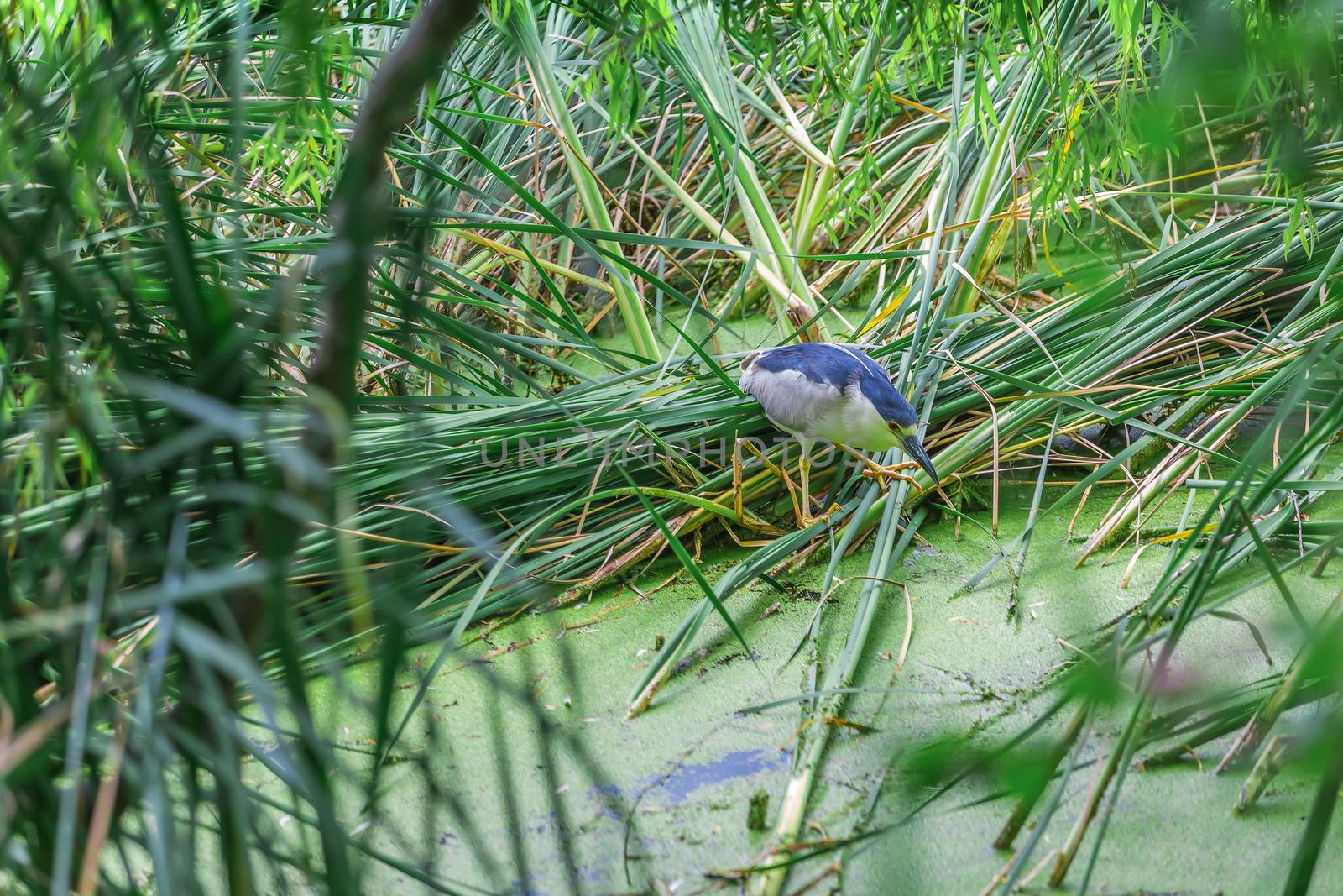 A really beautfiul amazing blue and white bird in the wild, Ontairo, Canada.