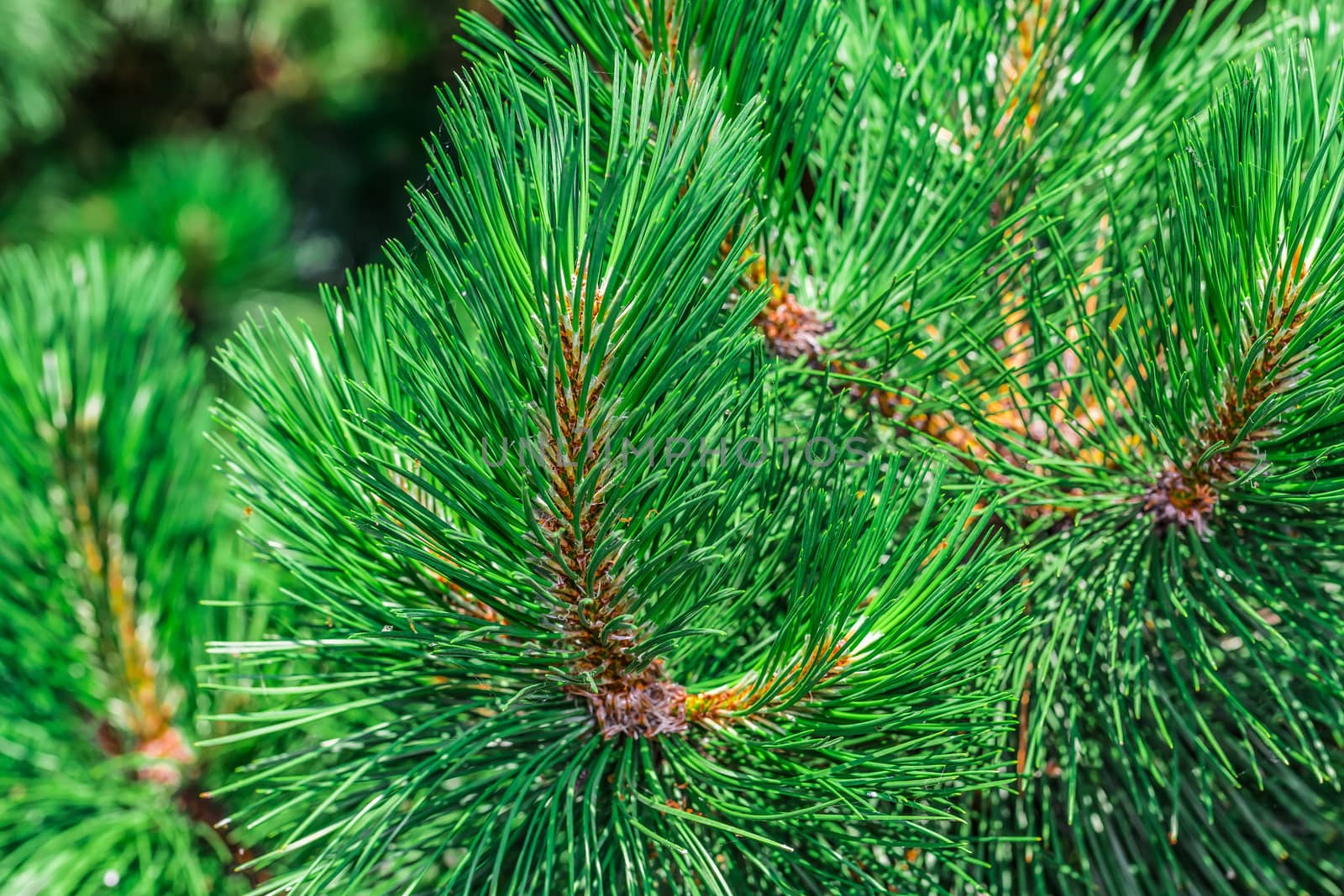 A beautiful brown pine cone by petkolophoto