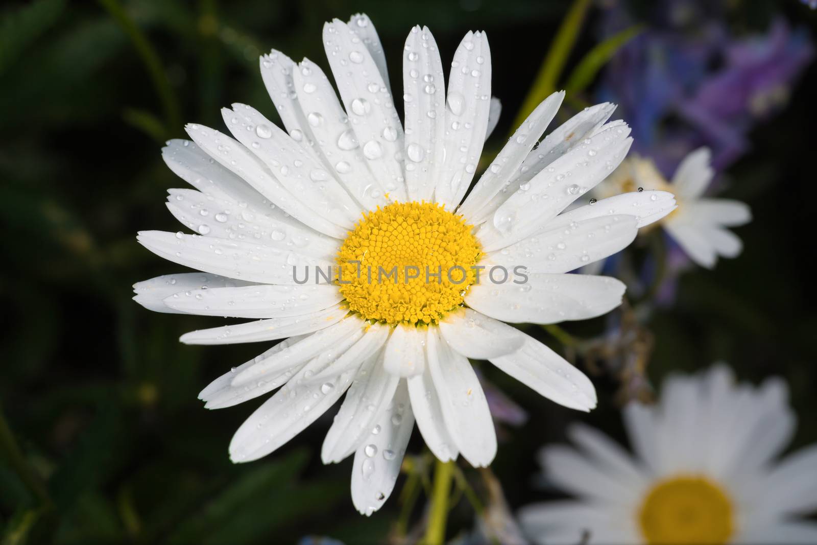 A really amazing unreal camomile by petkolophoto