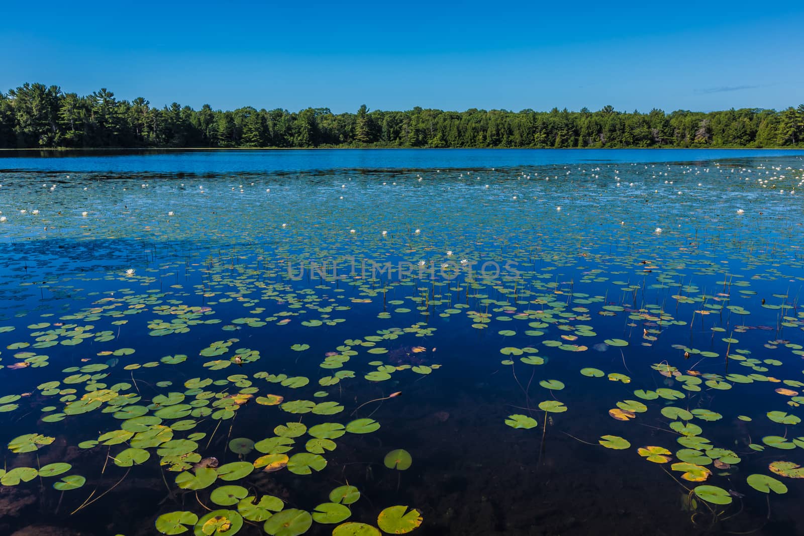 Many lily pads and lotus flowers floating on the water in a lake in the wild nature of Canada.