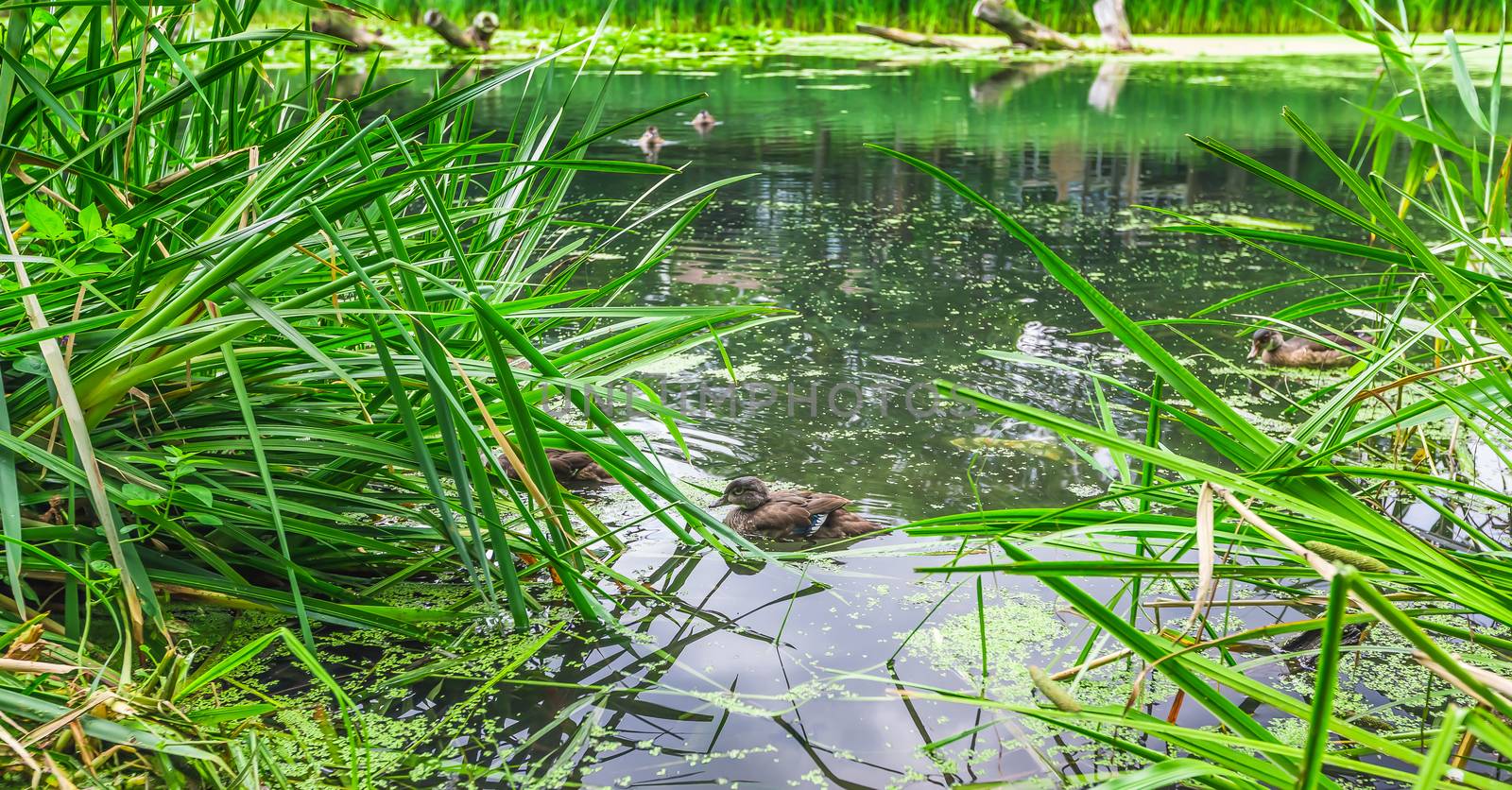 A little duck swimming in a pond in the wild, Canada.