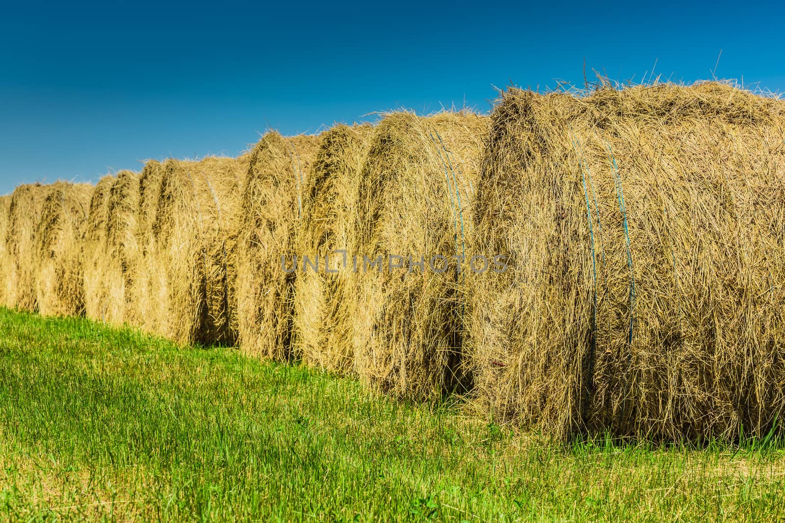 Many big yellow hays in an enormous field on a beautiful sunset in the autumn, in Ontario, Canada.