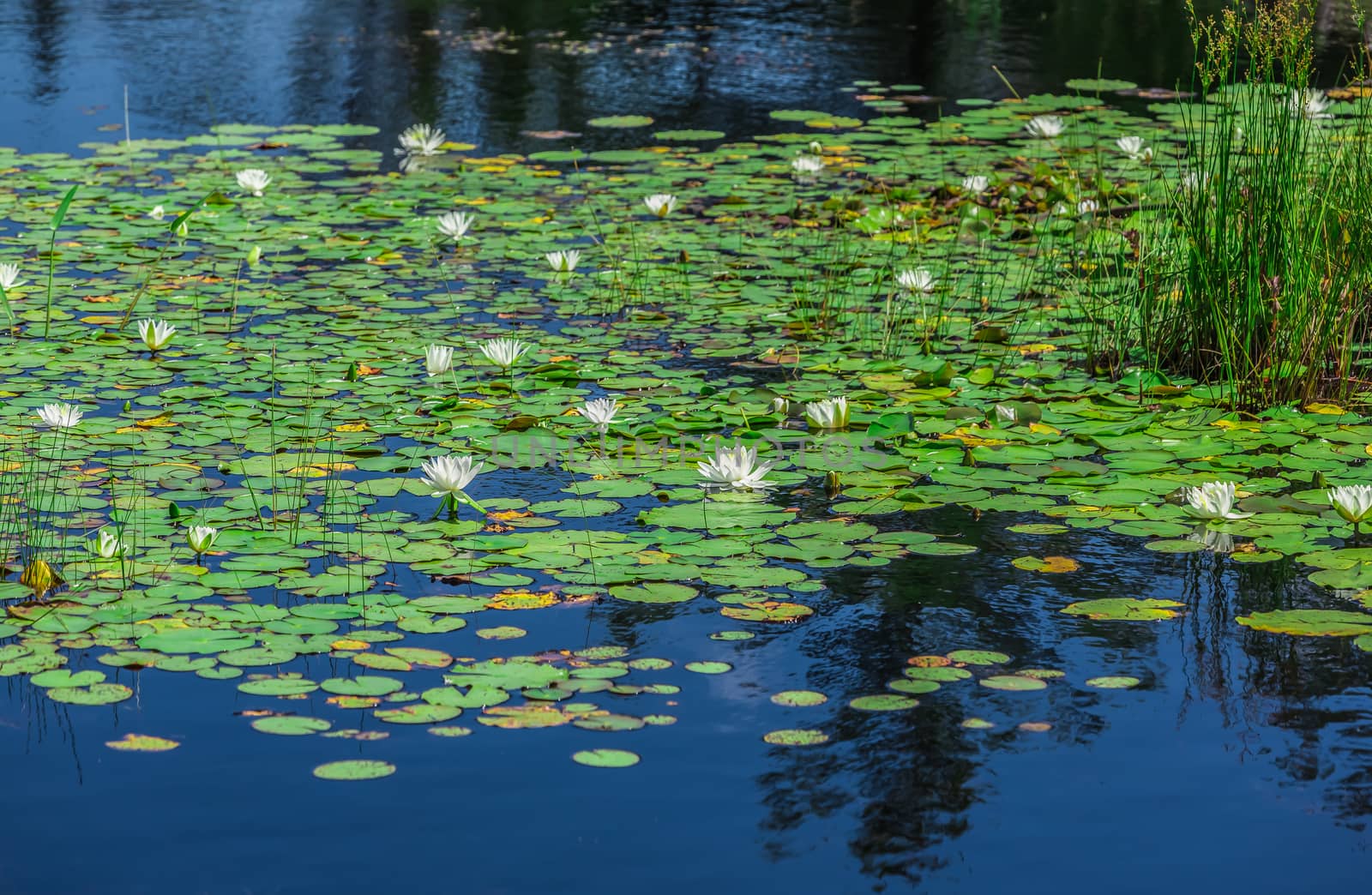 A lot of lily pads on a lake by petkolophoto