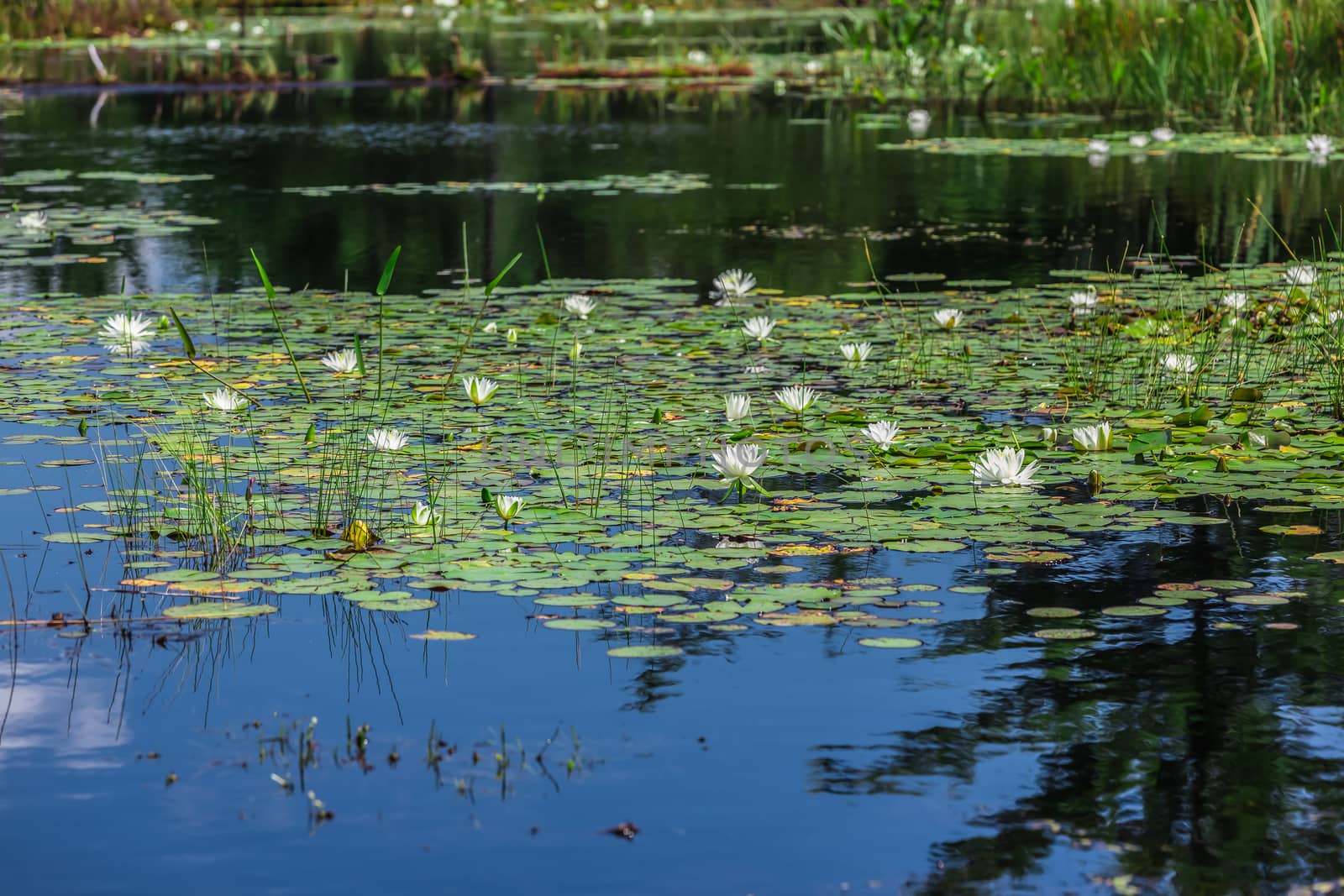 Many lily pads and lotus flowers floating on the water in a lake in the wild nature of Canada.