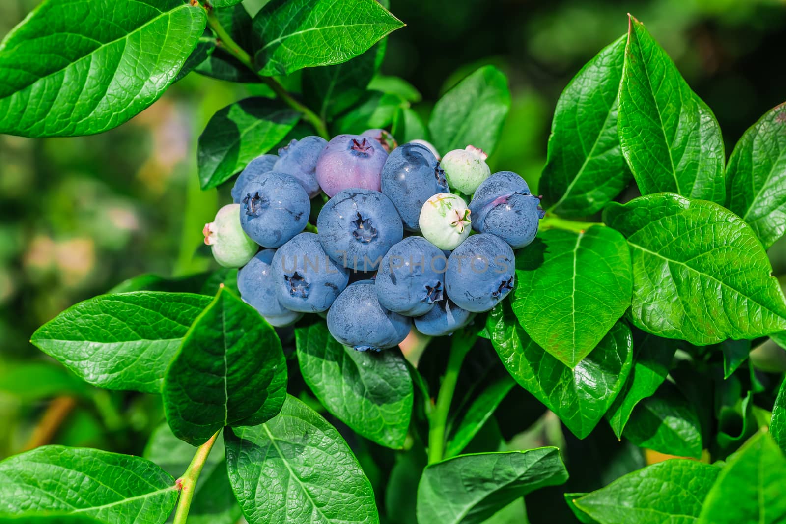 A lot of many blueberries by petkolophoto