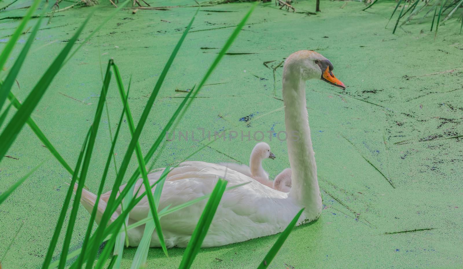 Gorgeous white swans in a lake by petkolophoto