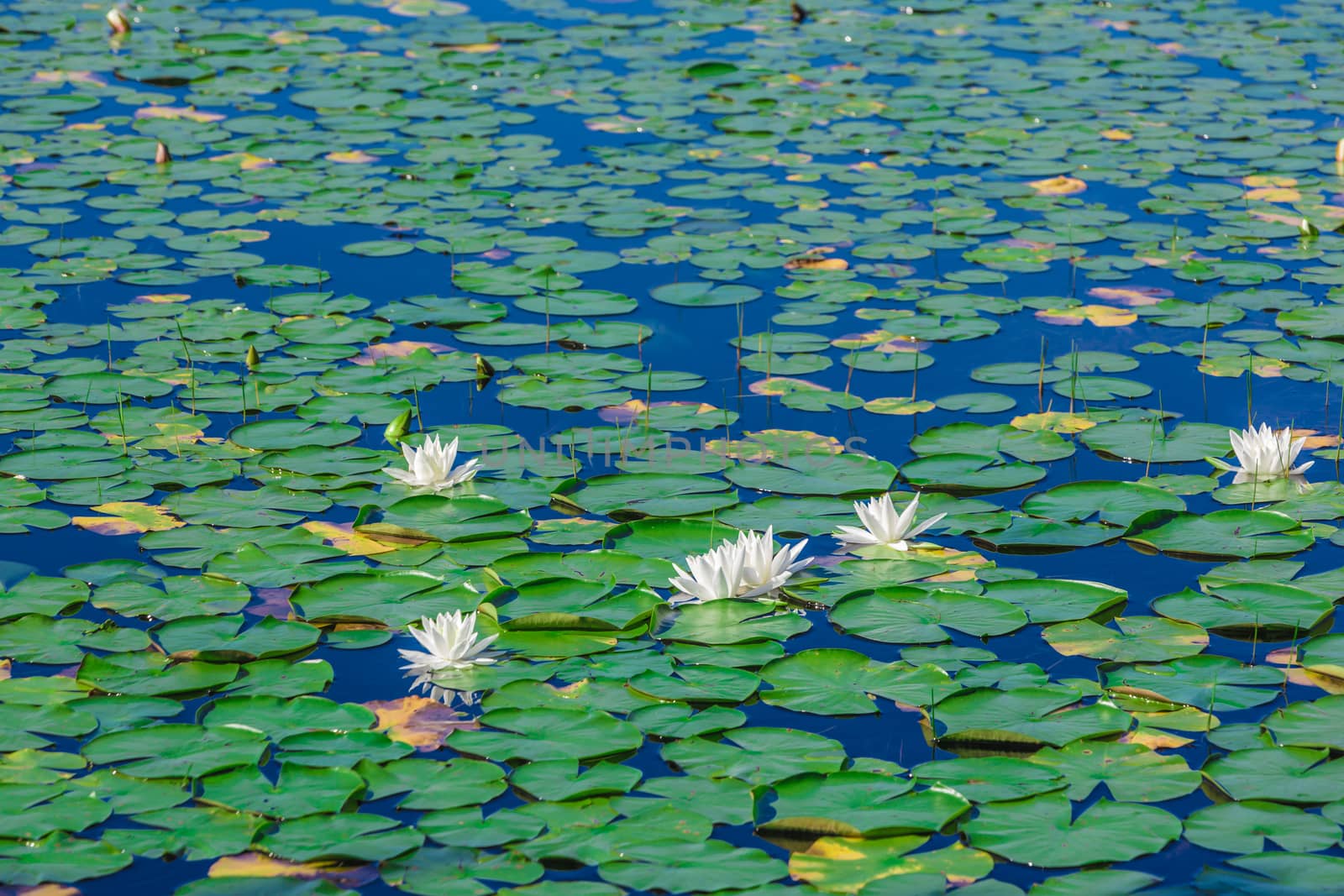 A lot of lily pads on a lake by petkolophoto